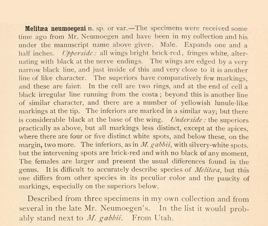Original description of Neumoegen's Sagebrush Checkerspot