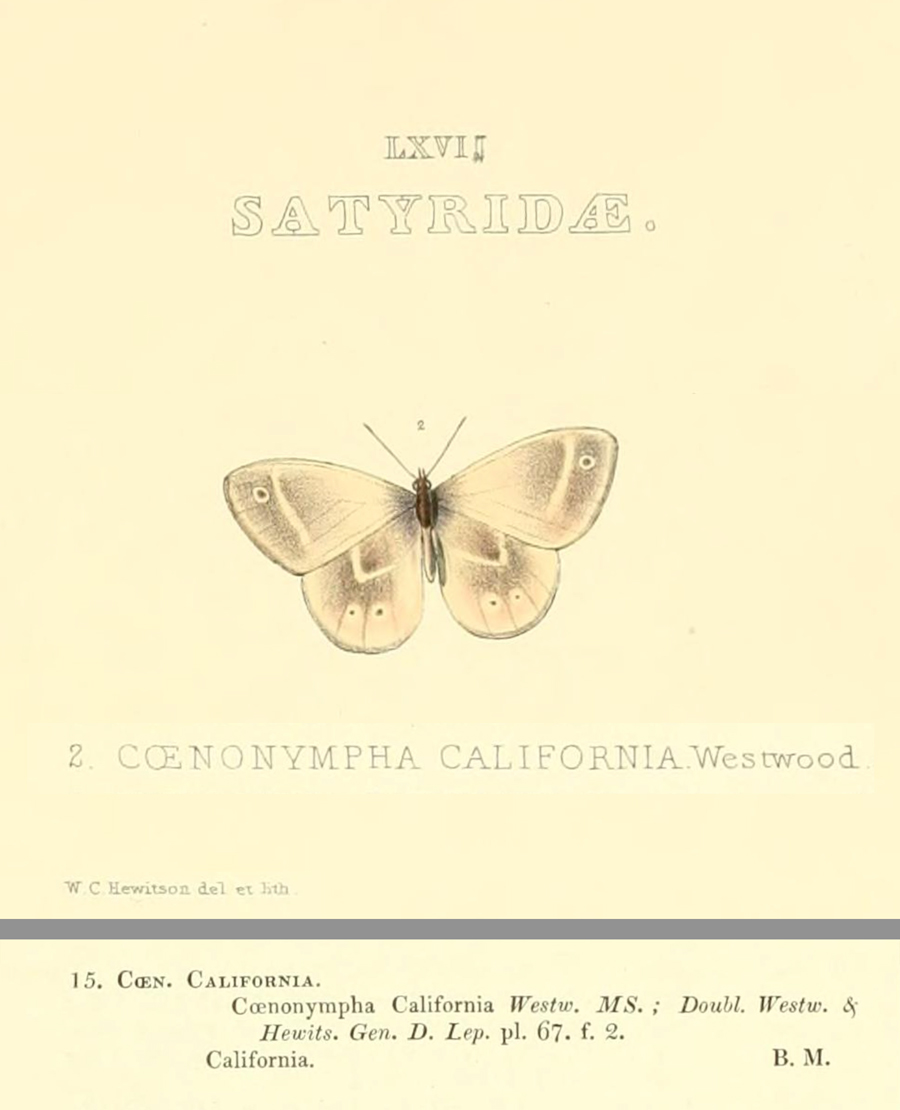 Coenonympha tullia california - 'California' Common Ringlet