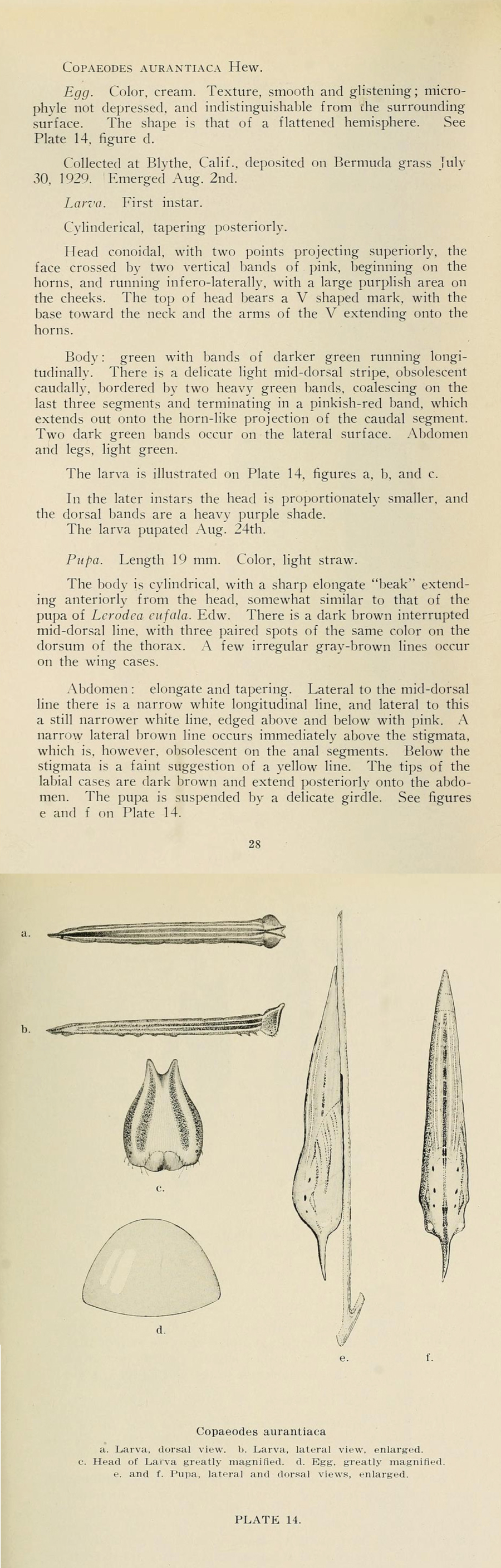 Life cycle of Copaeodes aurantiaca - Orange Skipperling