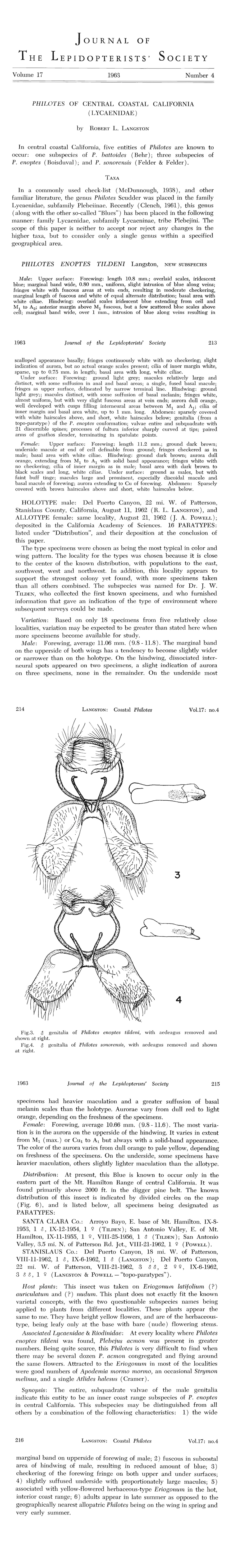 Original description of Euphilotes enoptes tildeni - 'Tilden's' Dotted Blue