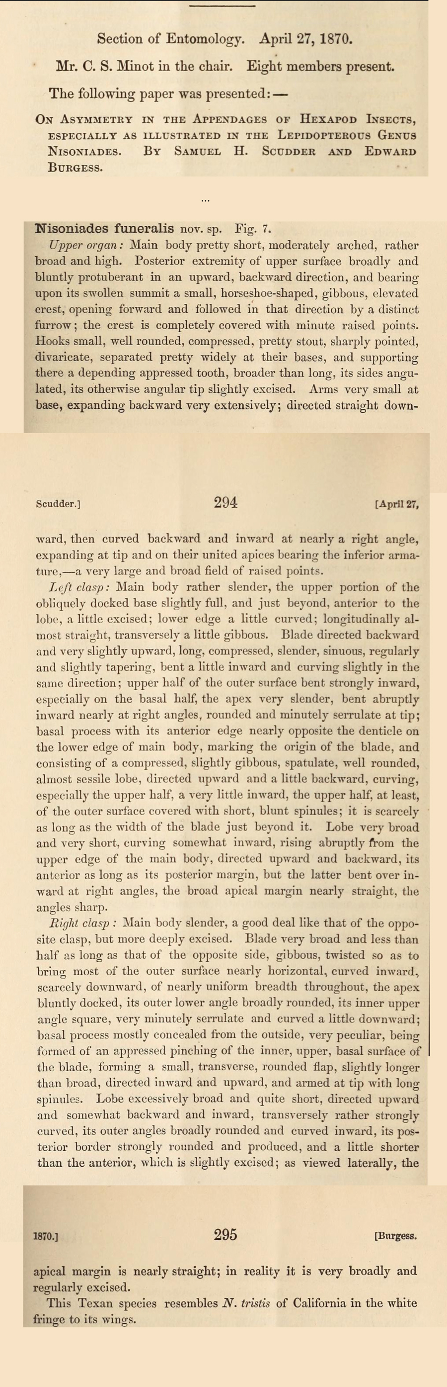 Original description of Gesta or Erynnis funeralis - Funereal Duskywing
