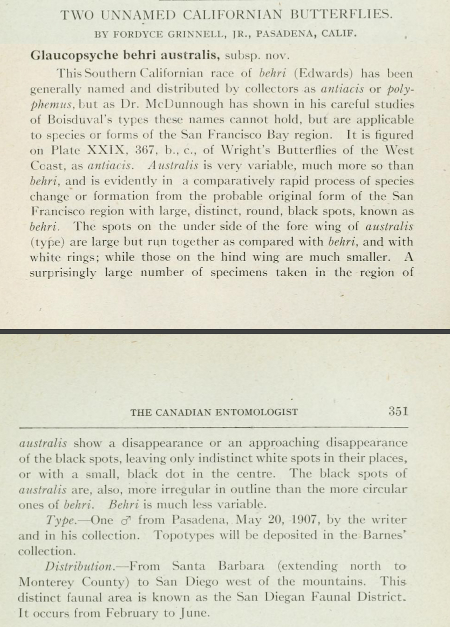 Original description of Glaucopsyche lygdamus australis