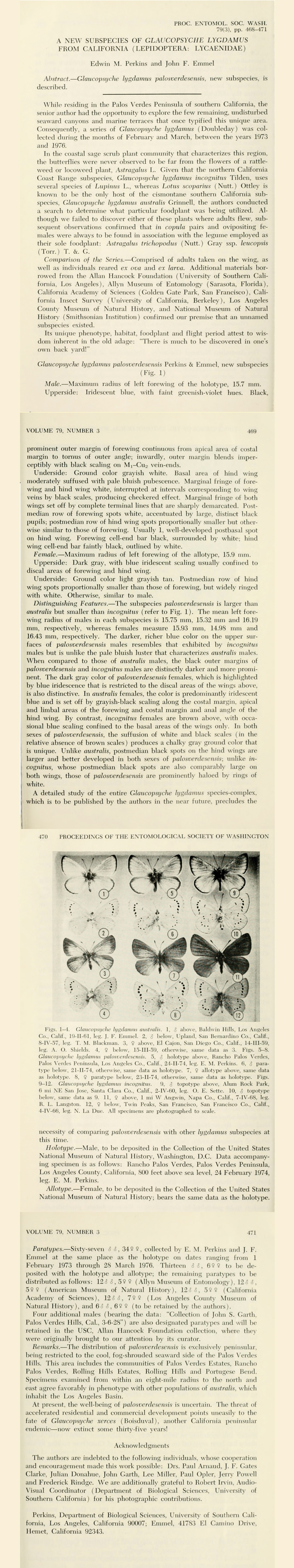 Glaucopsyche lygdamus palosverdesensis - Palos Verdes Blue scientific description