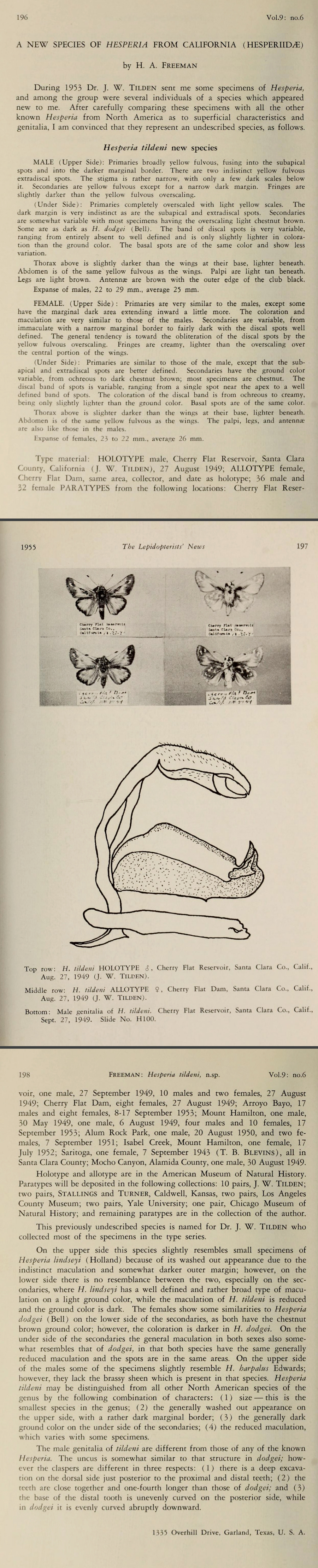 Hesperia colorado tildeni