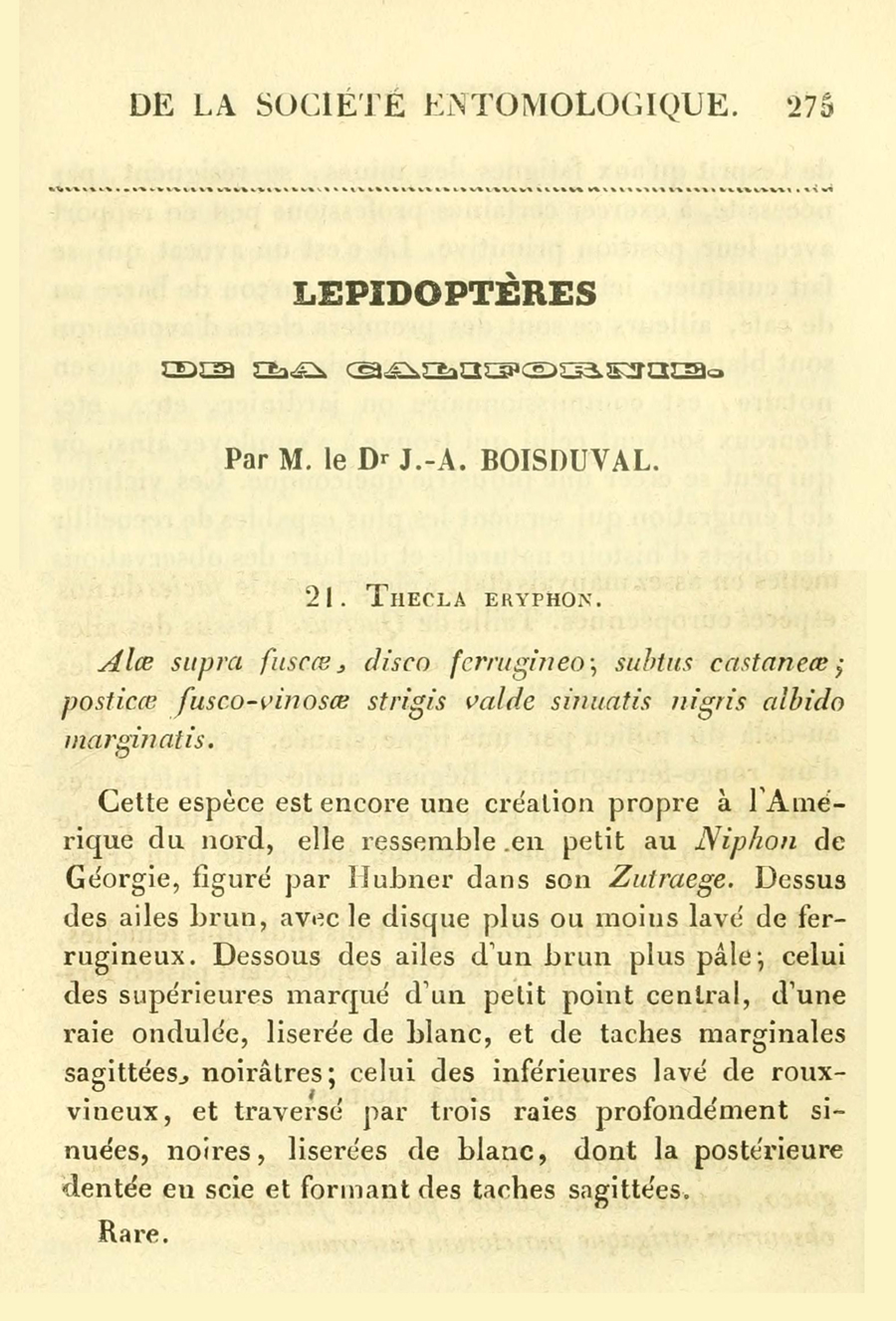 Original description of Incisalia eryphon - Western Pine Elfin