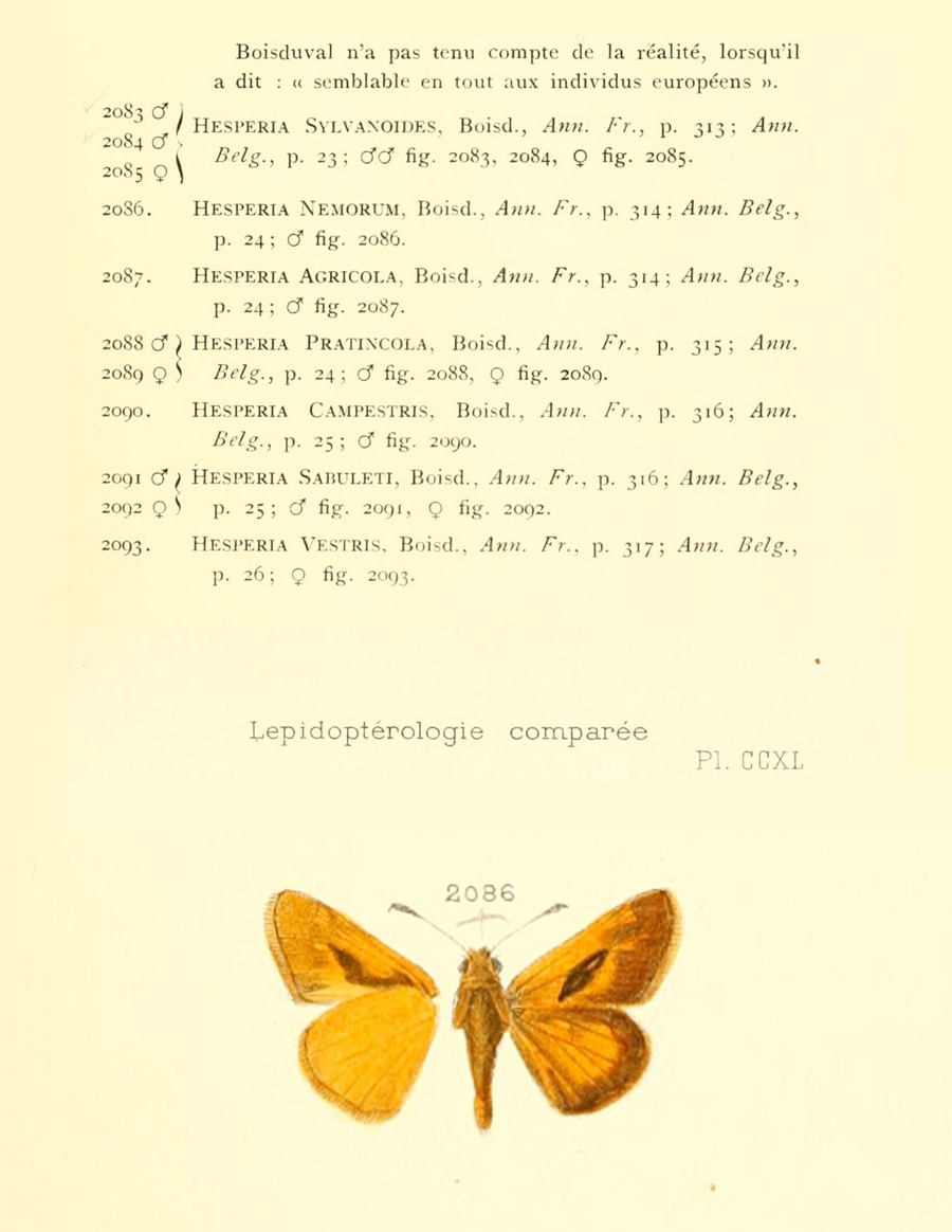 Illustration of the type specimen of Ochlodes agricola nemorum - Forest Skipper