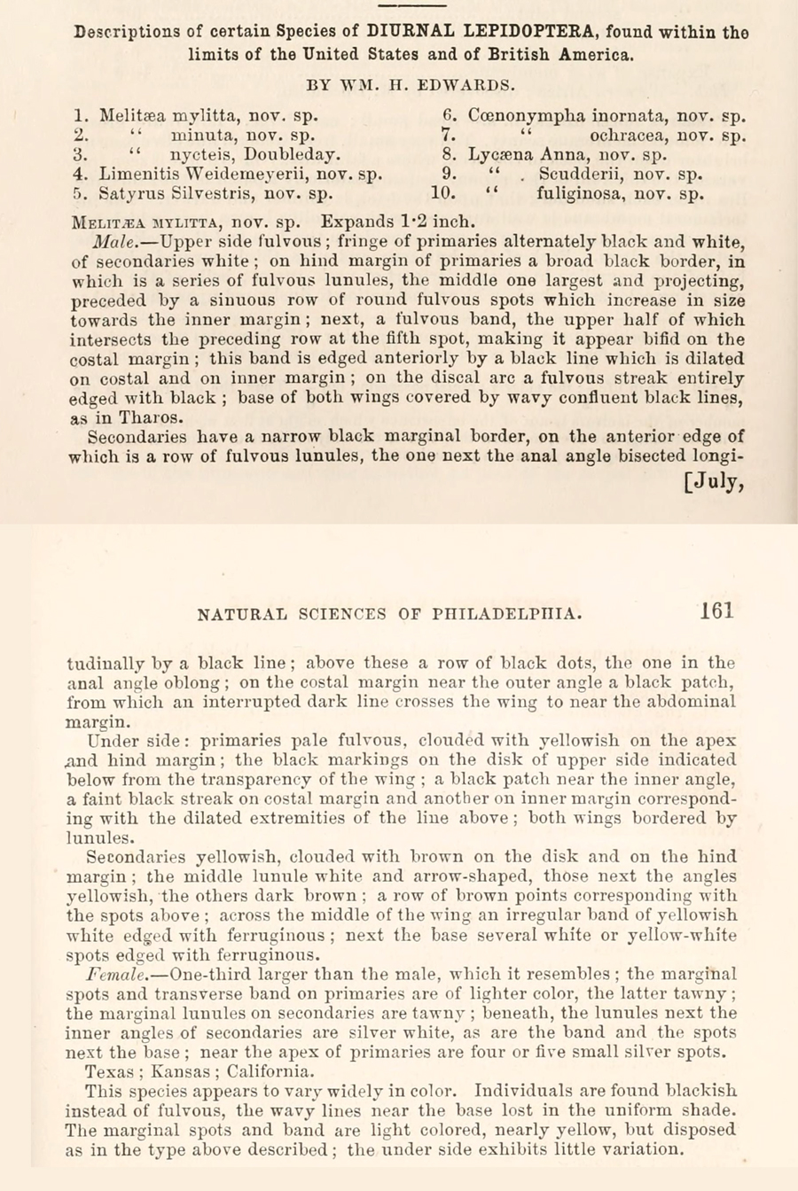 Original description of Phyciodes mylitta - Mylitta Crescent