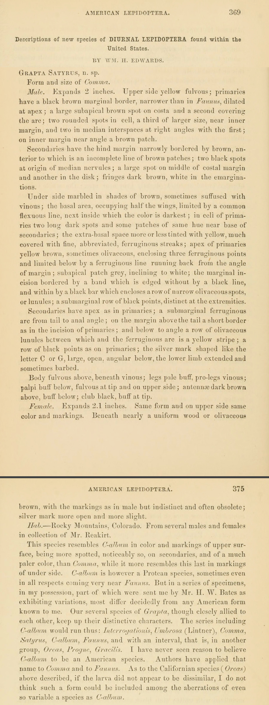 original description of Polygonia satyrus - Satyr Comma