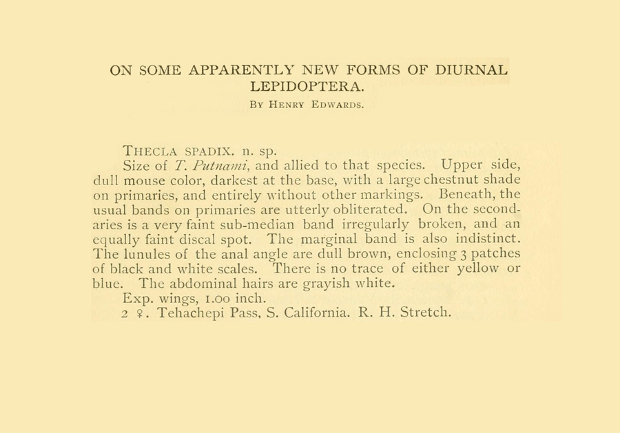 Original description of Satyrium auretorum spadix - Gold-hunter's Hairstreak