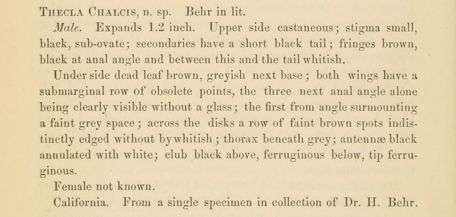 Original description of Satyrium saepium chalcis - Hedgerow Hairstreak