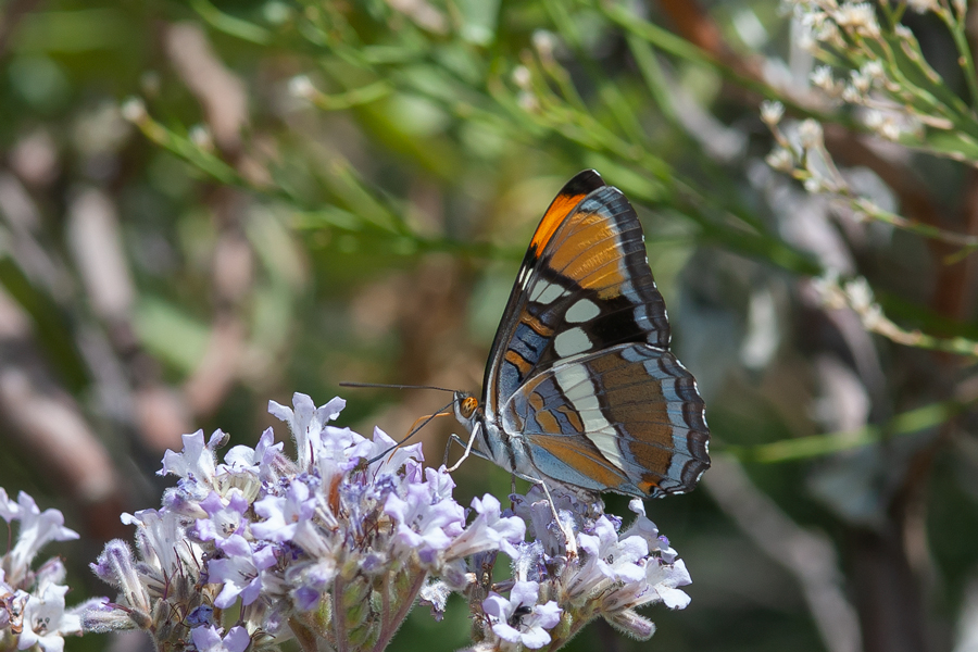 Adelpha californica - California Sister