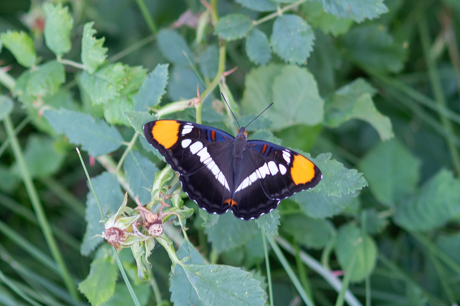Adelpha californica - California Sister