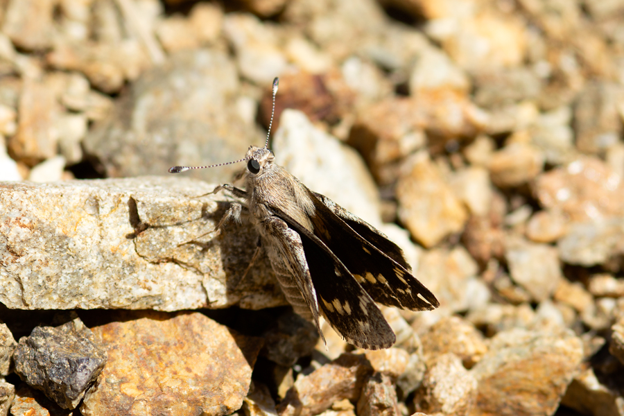 Agathymus stephensi - California Giant Skipper