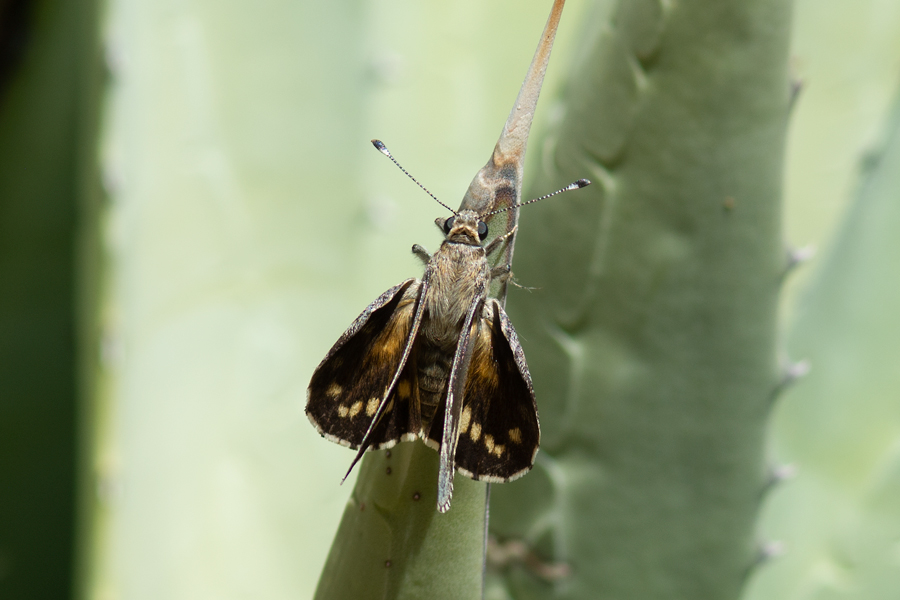 Agathymus stephensi - California Giant Skipper