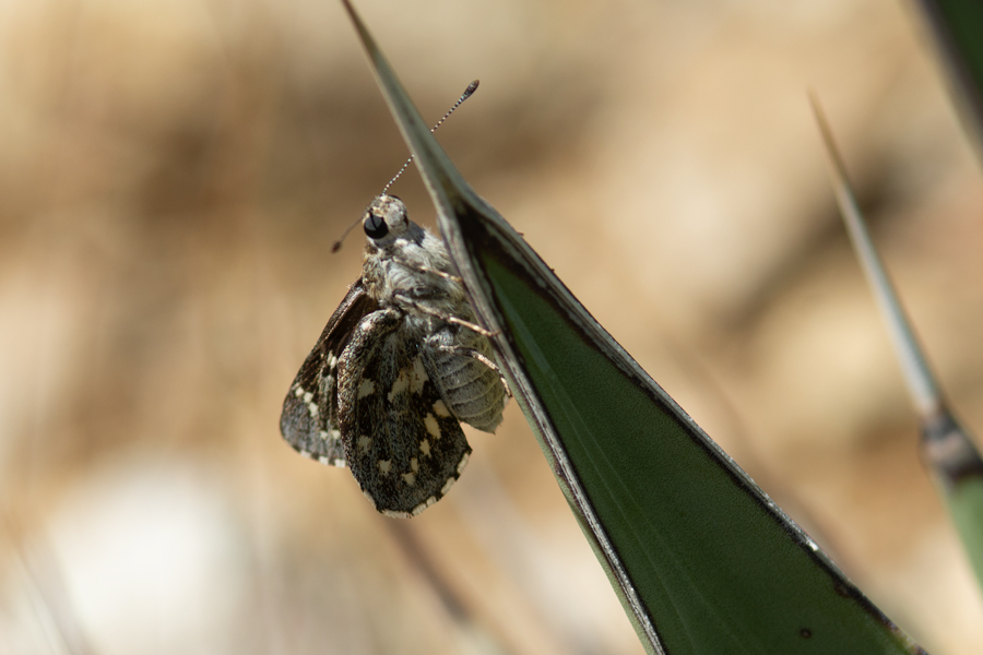 Agathymus stephensi - California Giant Skipper
