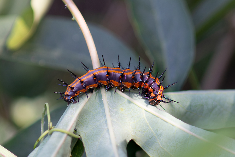 Caterpillar of the Gulf Fritillary - Agraulis vanillae incarnata