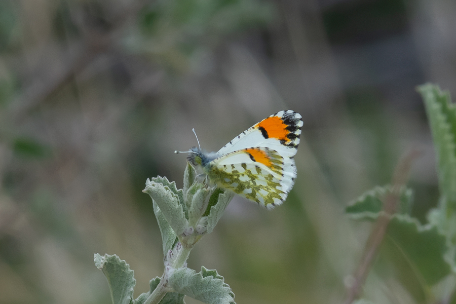 Anthocharis cethura cethura - Desert Orangetip