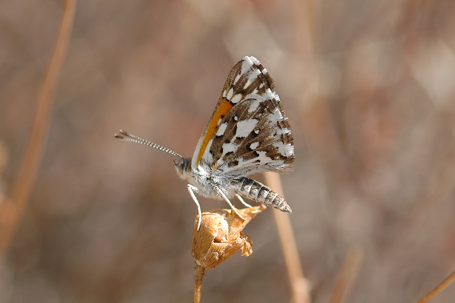 Apodemia mormo from Holcolm Valley