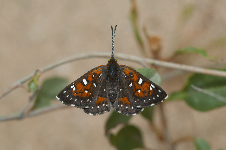 Apodemia virgulti nigrescens - Dark Metalmark