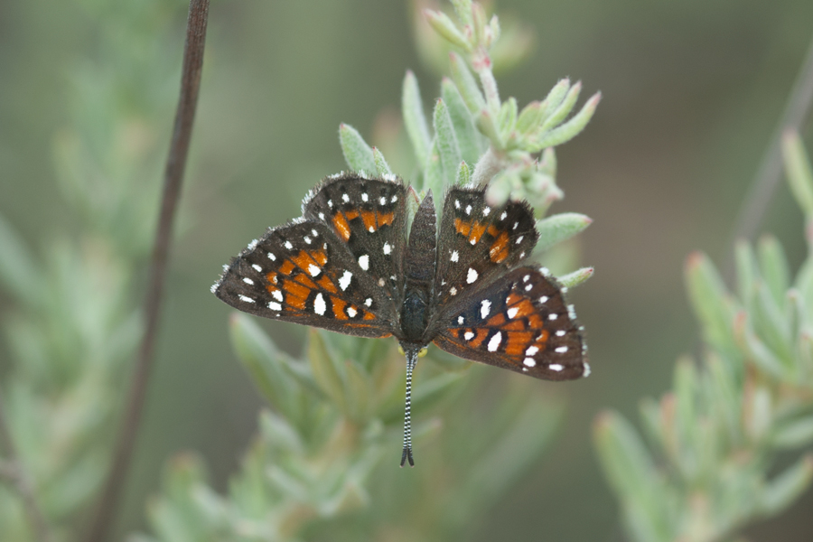 Apodemia virgulti nigrescens - Dark Metalmark