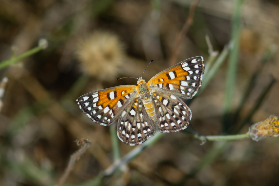 Apodemia mejicanus deserti - Desert Metalmark