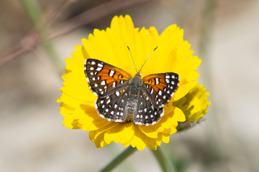 Apodemia mejicanus deserti - Desert Metalmark