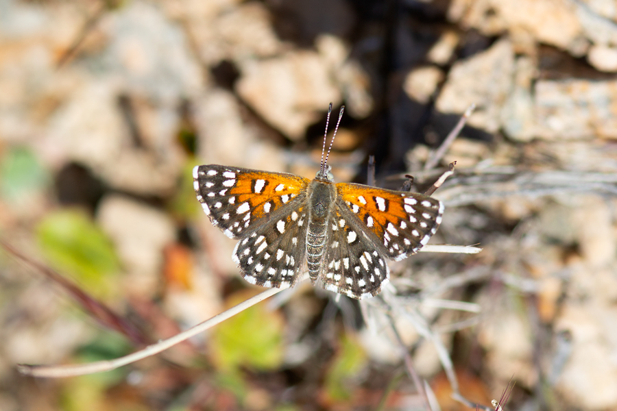 Apodemia mejicanus deserti - Desert Metalmark