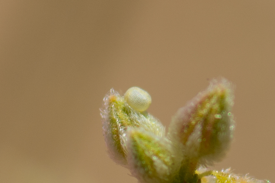 Egg of Apodemia mejicanus deserti - Desert Metalmark