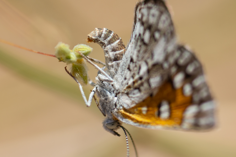 Apodemia mejicanus deserti - Desert Metalmark