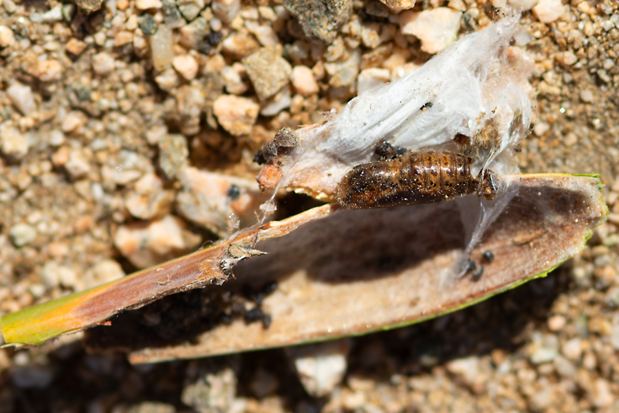 Chrysalis of Apodemia mejicanus deserti - Desert Metalmark