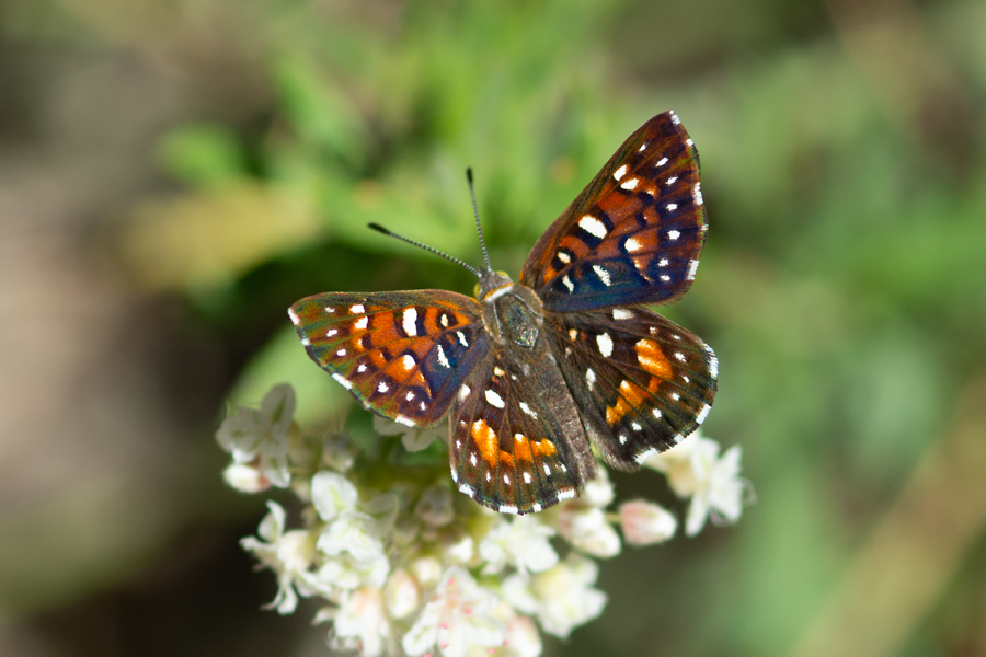 Southern California Butterflies