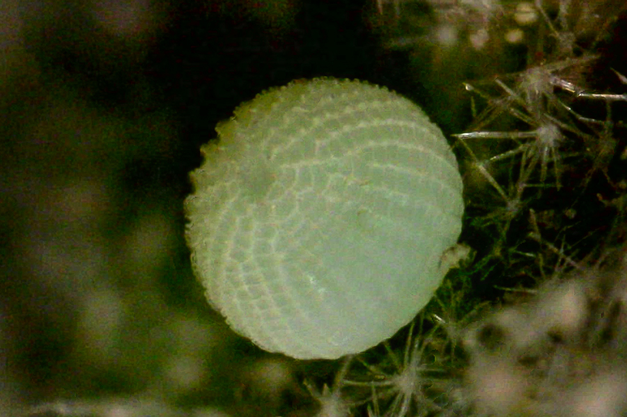 egg of Burnsius albezens - White Checkered-Skipper