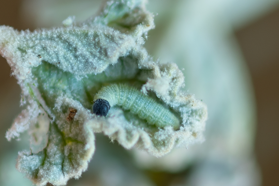 Caterpillar of Burnsius albezens - White Checkered-Skipper