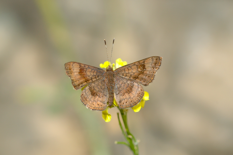 Calephelis nemesis - Fatal Metalmark