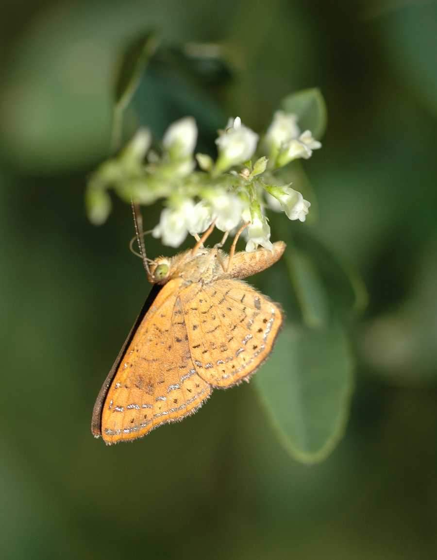 Calephelis nemesis - Fatal Metalmark