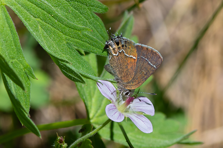 Photograph of Loranthomitoura spinetorum spinetorum, the Thicket Hairstreak butterfly, near Big Bear