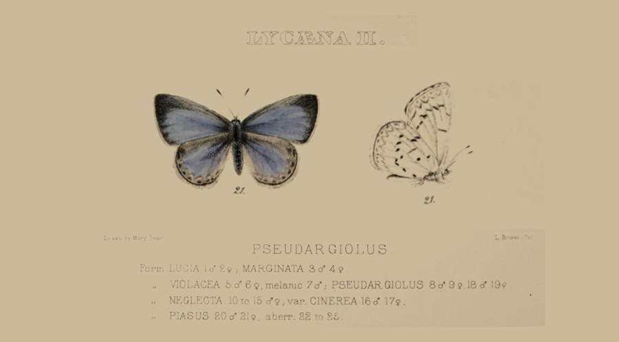 Illustration of Celastrina echo - Echo Blue