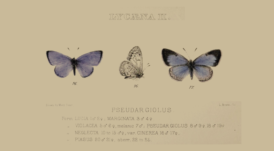 Illustration of Celastrina echo cinerea - 'Cinereous' Echo Blue