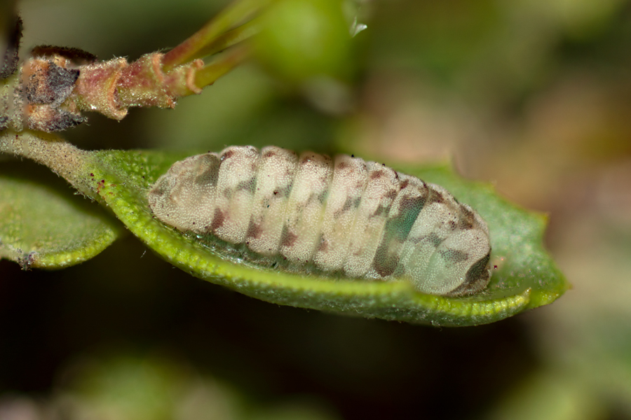 caterpillar of Celastrina echo echo - Echo Blue