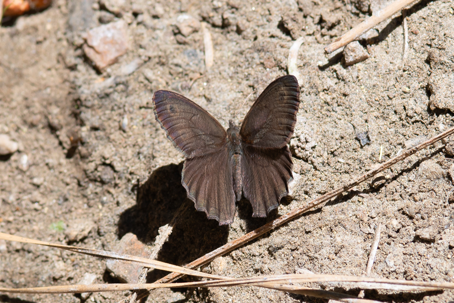 Cercyonis sthenele behrii - 'Behr's' Great Basin Wood Nymph