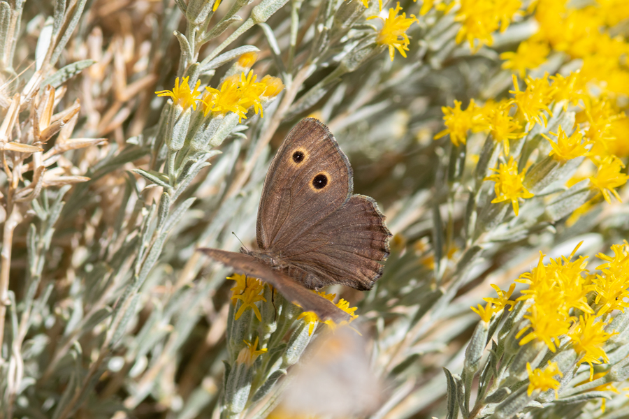 Cercyonis sthenele behrii - 'Behr's' Great Basin Wood Nymph