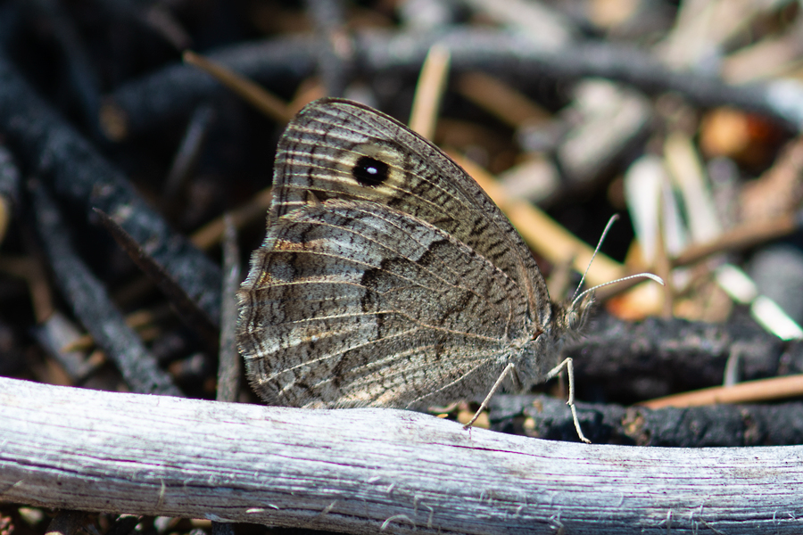 Cercyonis sthenele behrii - 'Behr's' Great Basin Wood Nymph