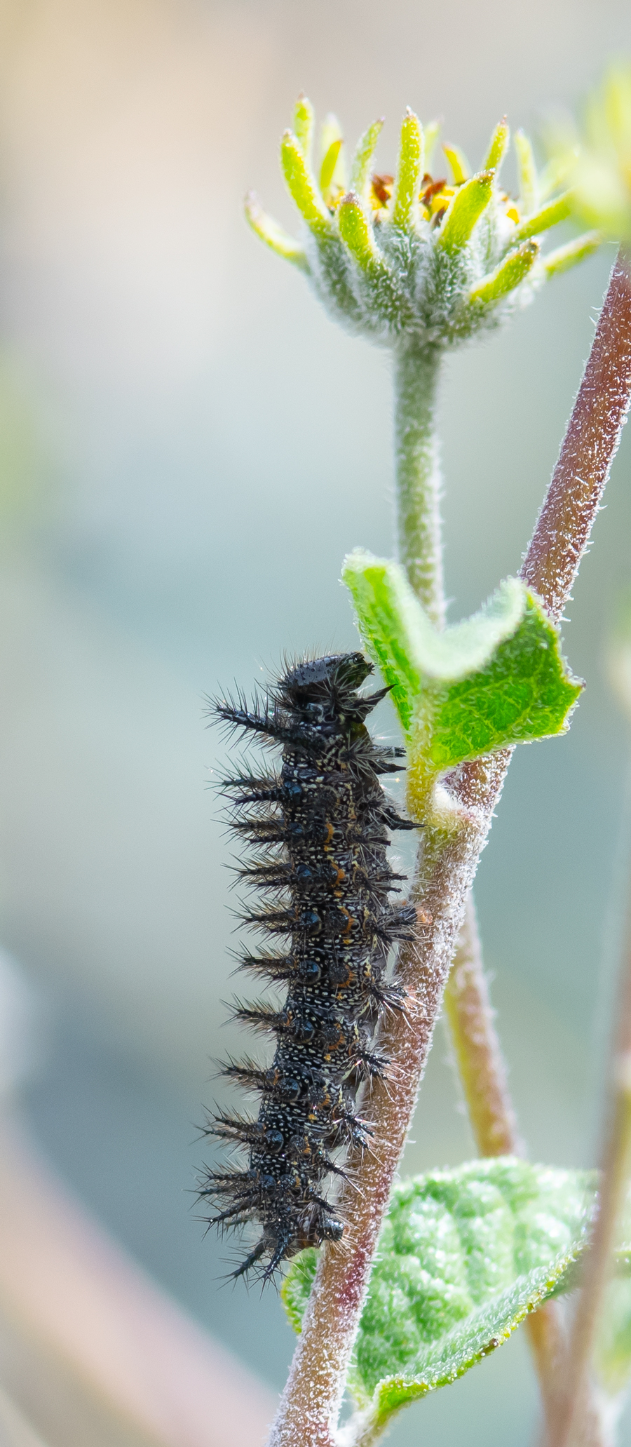 Caterpillar of the California Patch - Chlosyne californica