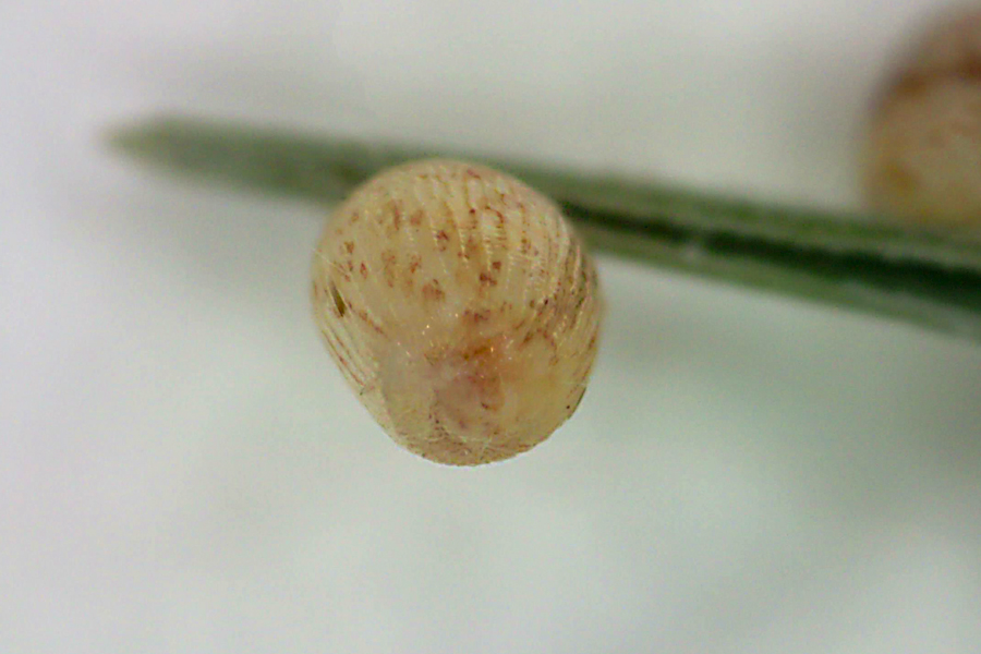 Egg of Coenonympha california - 'California' Common Ringlet butterfly