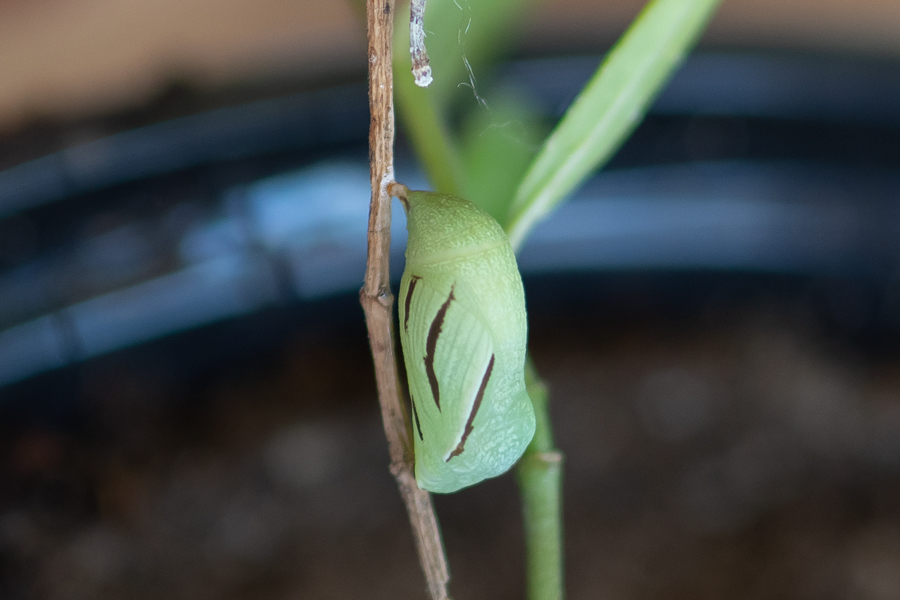 Chrysalis of Coenonympha california - 'California' Common Ringlet butterfly