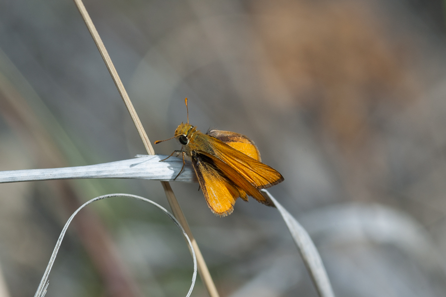 Copaeodes aurantiaca - Orange Skipperling
