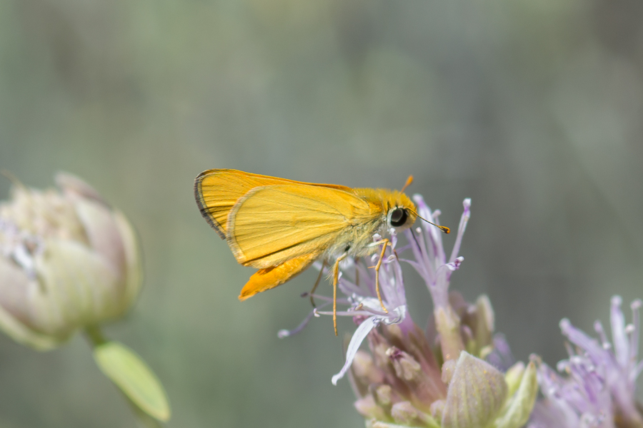 Copaeodes aurantiaca - Orange Skipperling