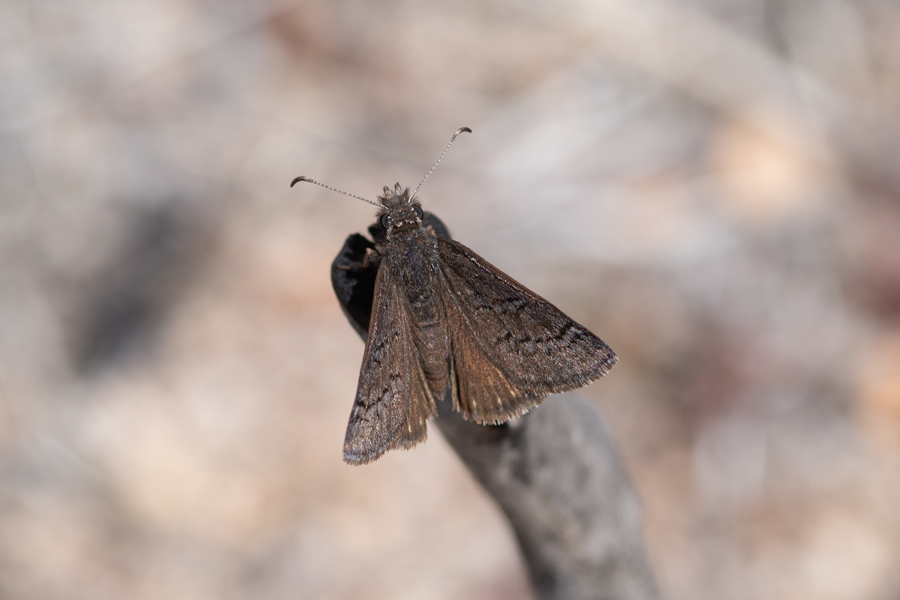 Sleepy Duskywing - Erynnis lacustra