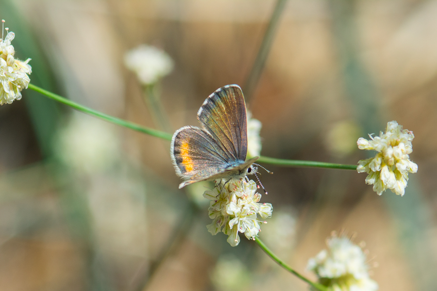 Euphilotes enoptes tildeni - 'Tilden's' Dotted Blue