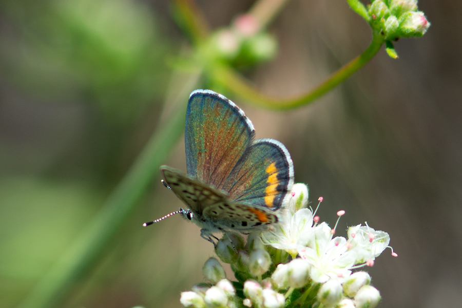 Southern California Butterflies